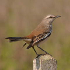 Mimus triurus