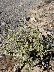 Bahiopsis reticulata