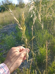 Bromus auleticus