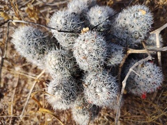 Mammillaria schumannii