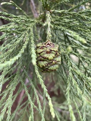 Sequoiadendron