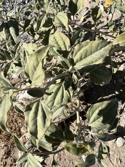 Bahiopsis reticulata