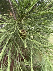 Sequoiadendron