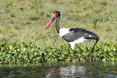 Ephippiorhynchus senegalensis