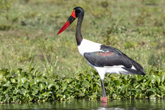 Ephippiorhynchus senegalensis