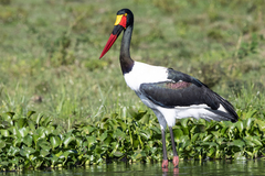 Ephippiorhynchus senegalensis