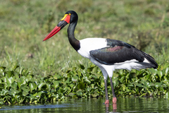 Ephippiorhynchus senegalensis