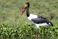 Ephippiorhynchus senegalensis