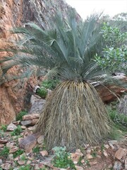 Macrozamia macdonnellii
