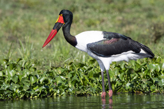 Ephippiorhynchus senegalensis