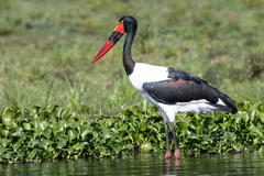 Ephippiorhynchus senegalensis