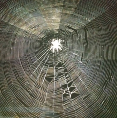 Araneae