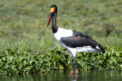 Ephippiorhynchus senegalensis