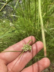 Scirpus atrocinctus