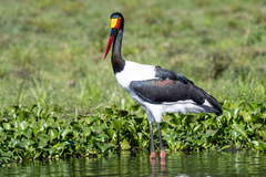 Ephippiorhynchus senegalensis