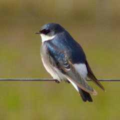 Tachycineta leucopyga