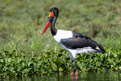 Ephippiorhynchus senegalensis