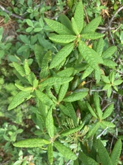 Rhododendron groenlandicum