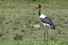 Ephippiorhynchus senegalensis