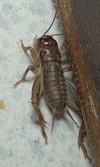 Anurogryllus
