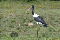 Ephippiorhynchus senegalensis