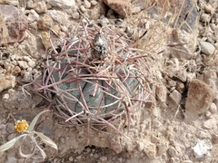 Echinocactus horizonthalonius