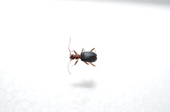 Brachinus