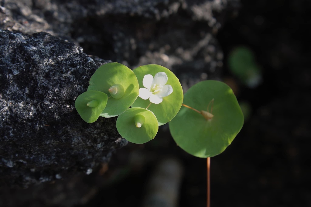 Phyllocyclus parishii