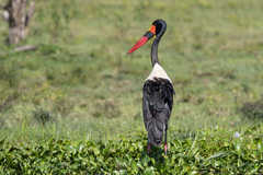 Ephippiorhynchus senegalensis