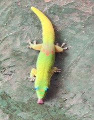 Phelsuma laticauda laticauda