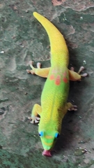 Phelsuma laticauda laticauda