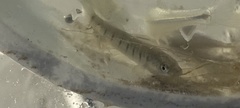 Fundulus similis