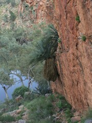Macrozamia macdonnellii