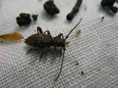 Plectrura spinicauda