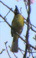 Rubigula flaviventris