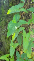 Syngonium podophyllum