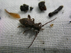 Plectrura spinicauda