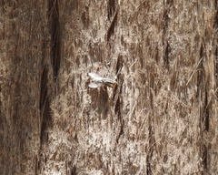 Anthomyia punctipennis