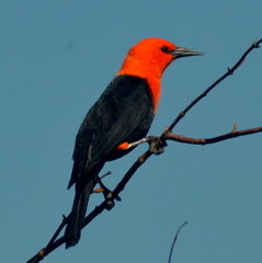 Amblyramphus holosericeus
