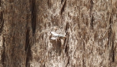 Anthomyia punctipennis