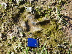 Hydrochoerus hydrochaeris