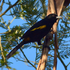 Cacicus chrysopterus
