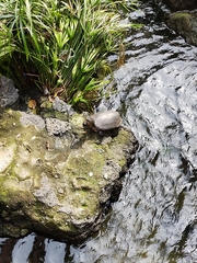 Kinosternon integrum