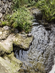 Kinosternon integrum