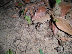 Leptodactylus fuscus