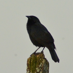 Gnorimopsar chopi