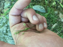 Poa