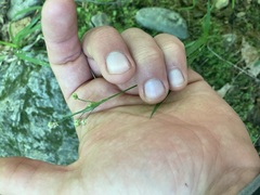 Poa