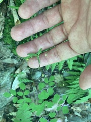 Ranunculus abortivus