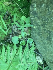 Ranunculus abortivus